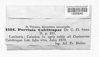 Puccinia calcitrapae image